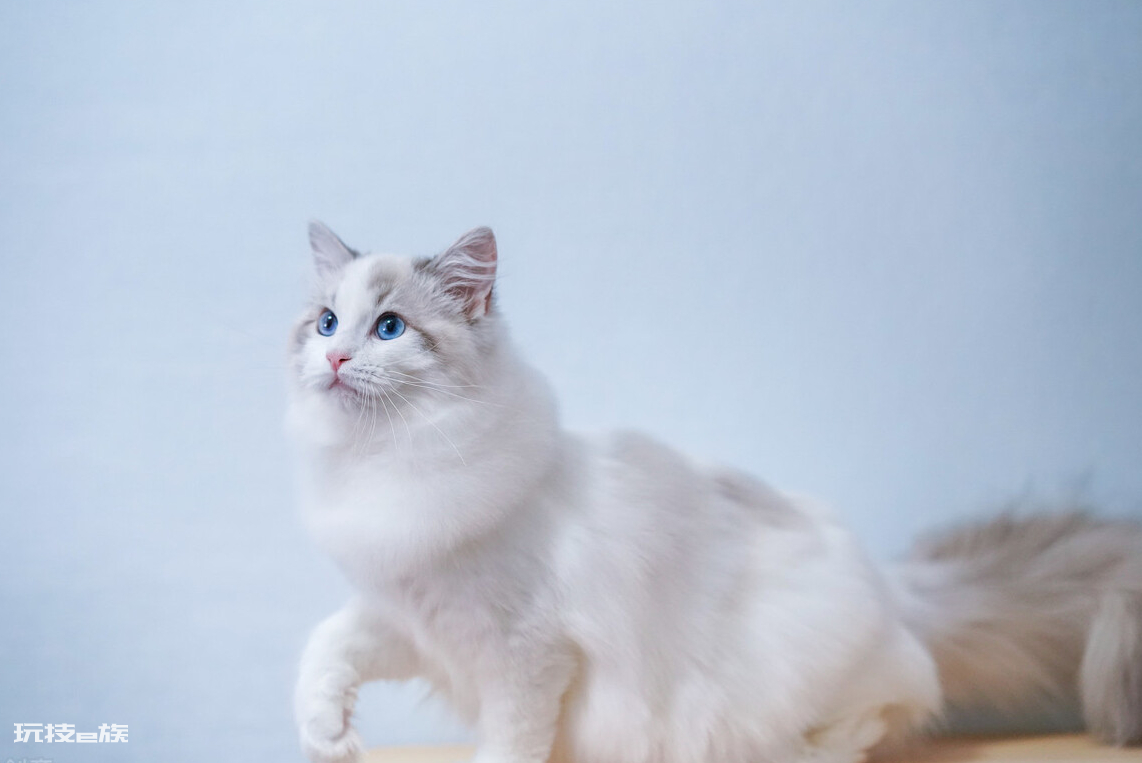 布偶猫买公猫还是母猫好(家里养公和母布偶猫区别)-图片4